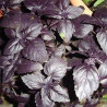 Albahaca morada / Albahaca púrpura