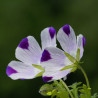 Nemophila five drops - 30 seeds