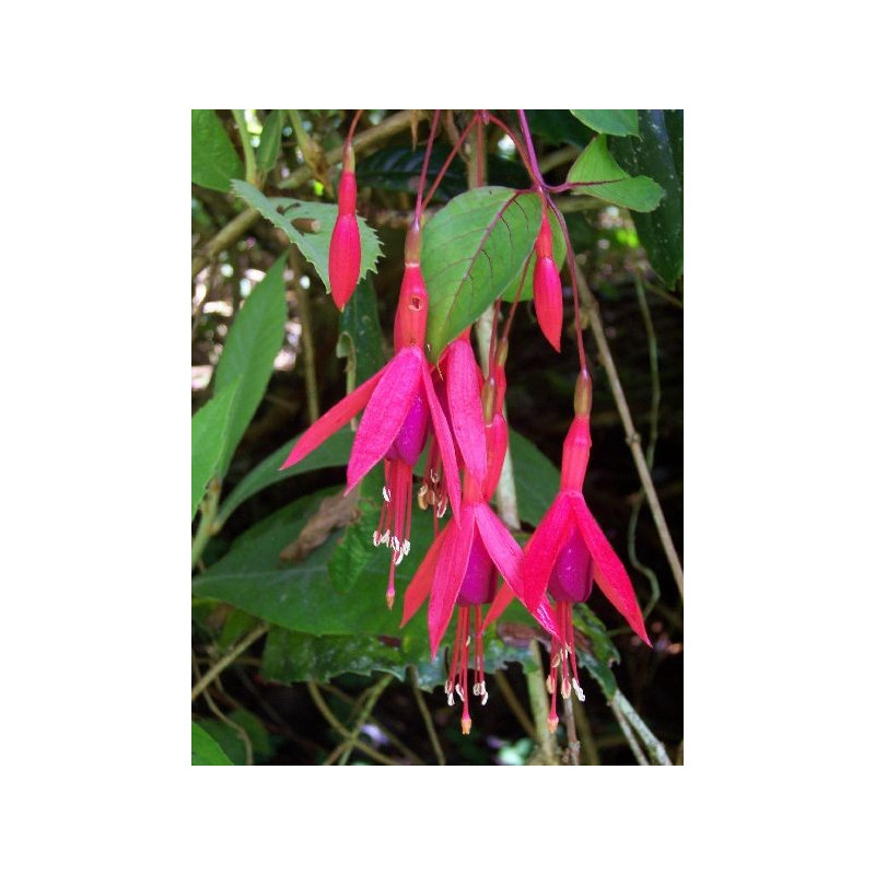 Fuchsia magellanica