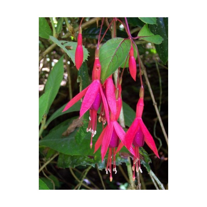Fuchsia magellanica