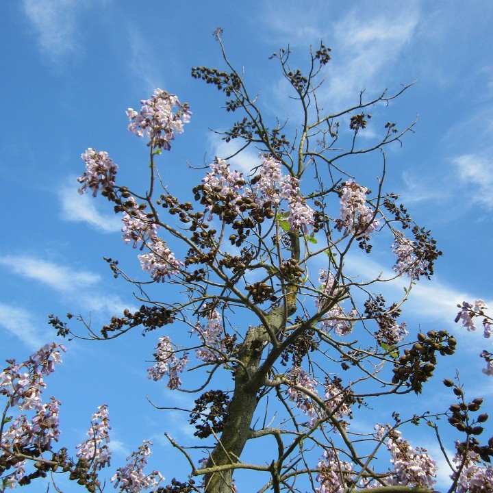 Paulownia tomentosa - 100 seeds