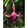 Fuchsia magellanica