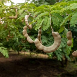 Tamarind - Seeds