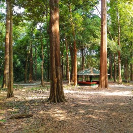 Teak - Seeds