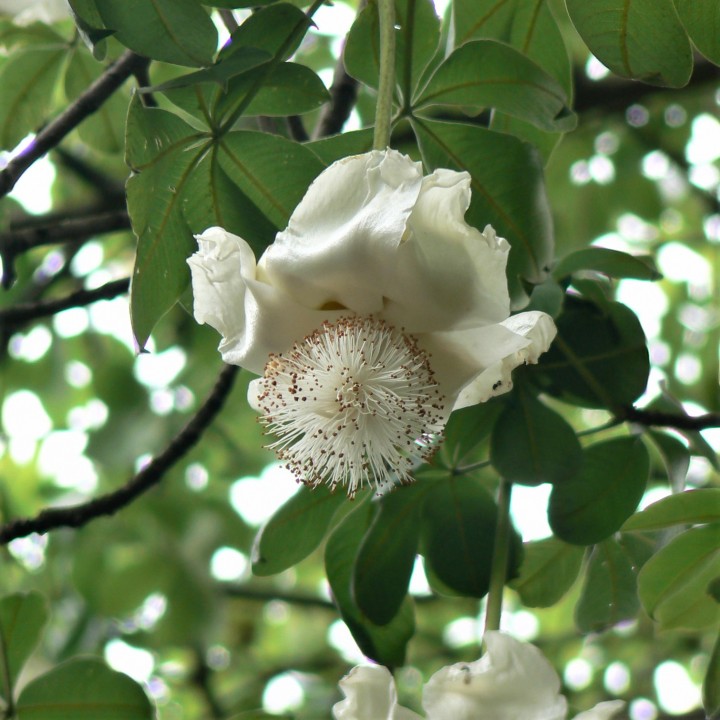 Baobab Digitata - 5 seeds