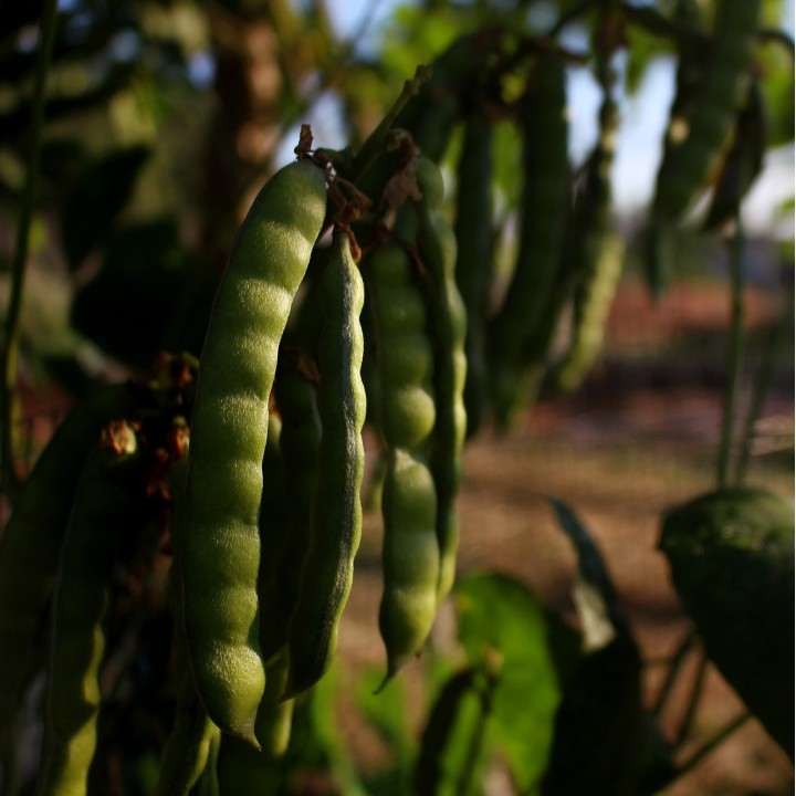 Jicama - 8 seeds