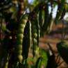 Jicama - 8 seeds