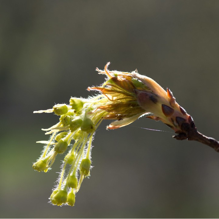 Sugar maple seeds
