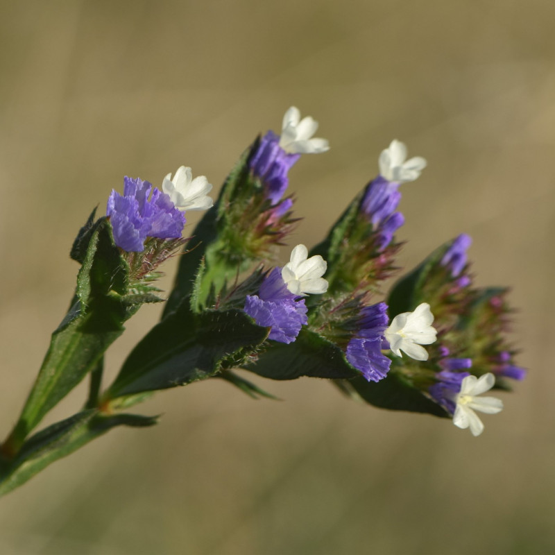 semillas de limonium