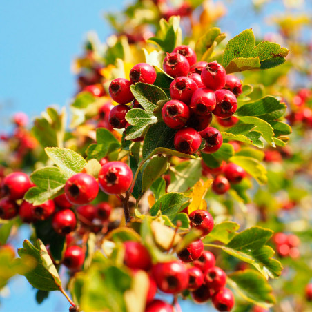 semillas majuelo crataegus monogyna