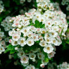 flores crataegus monogyna