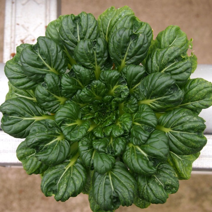 Tatsoi - Seeds
