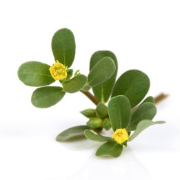 Purslane - seeds