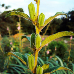 planta de sesamo negro con frutos