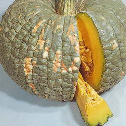 Good taste pumpkin - 10 seeds