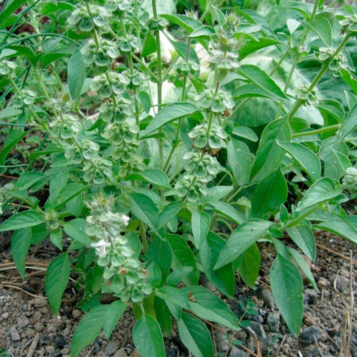 Basil, Lemon - Seeds