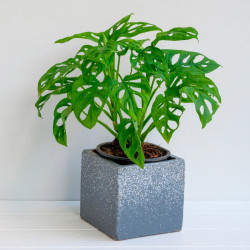 Obliqua Leichtlinii - 1 plant
