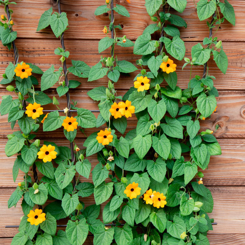 trepadora thunbergia alata en semillas