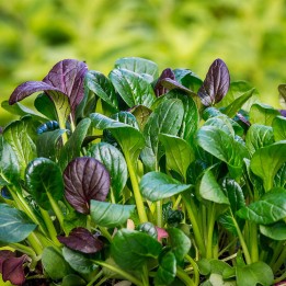 Japanese mustard spinach, Red - seeds
