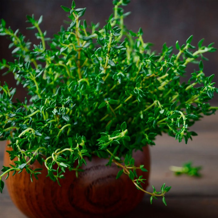 Orange thyme - seeds