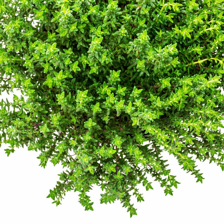 Thymus fragrantissimus seeds