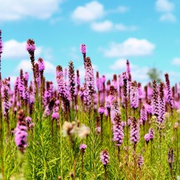 Dense blazing star seeds