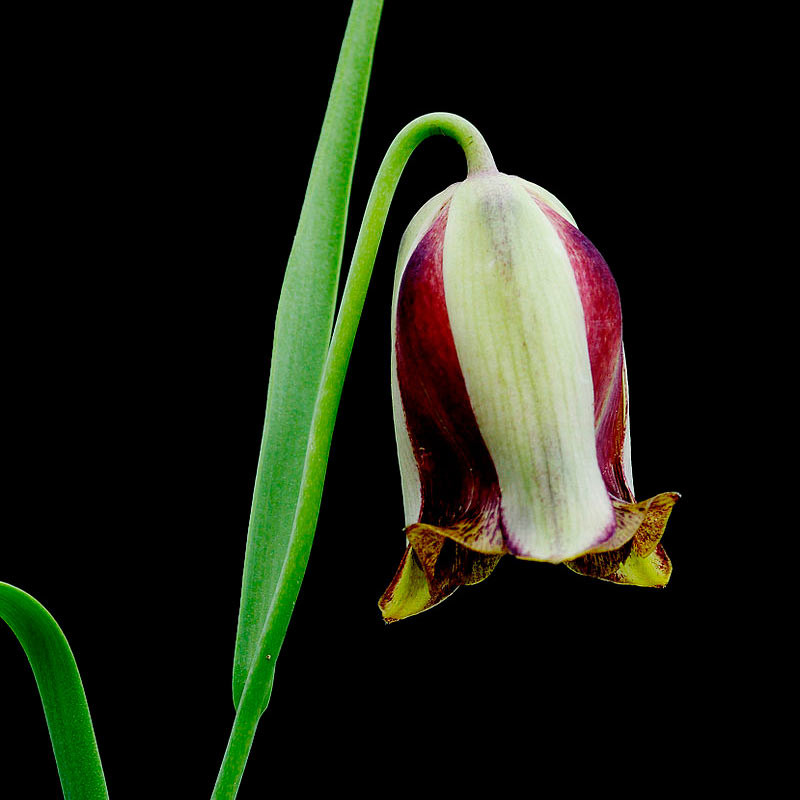 fritillaria acmopetala semillas