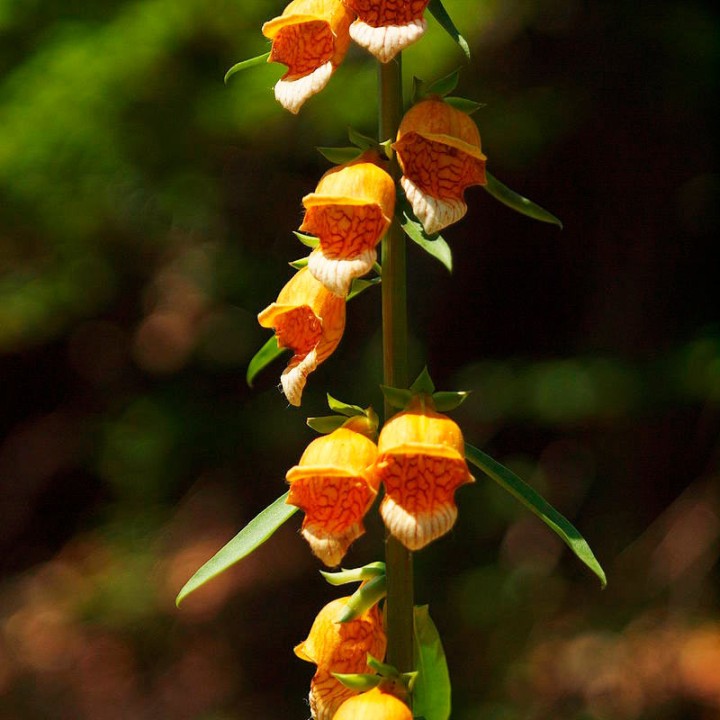 digitalis laevigata seeds