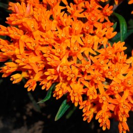 Butterfly weed - Seeds