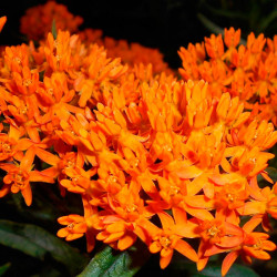 asclepias tuberosa seeds