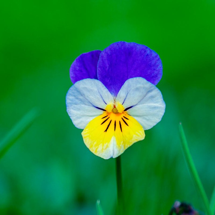 wild pansy seeds