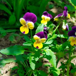 viola tricolor seeds