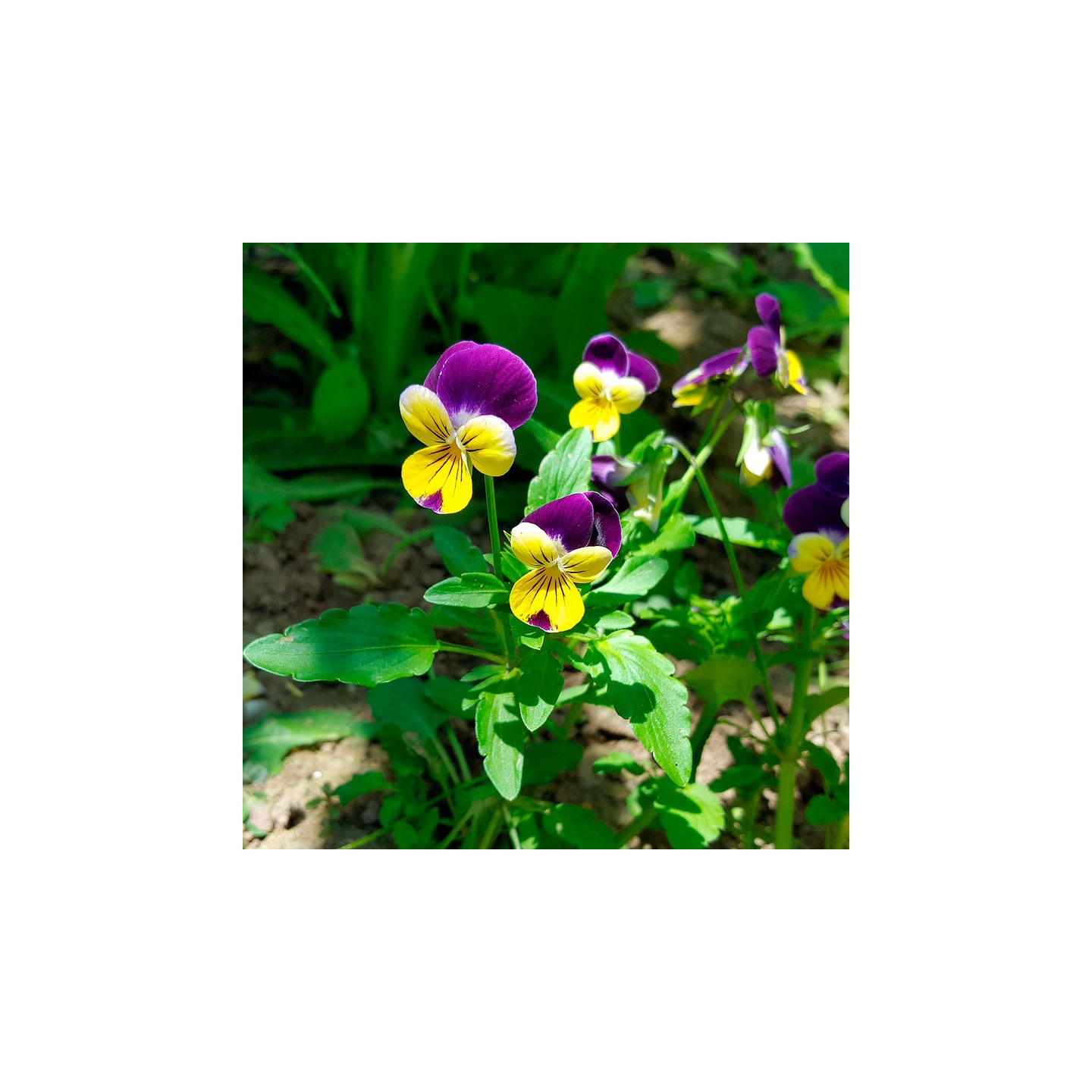 grape seeds for planting Green Grape Seeds – Vitis vinifera – Dharaseeds main image 1