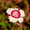 dianthus deltoides artic fire semillas