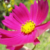 Cosmos bipinnatus, Gazebo - 150 seeds