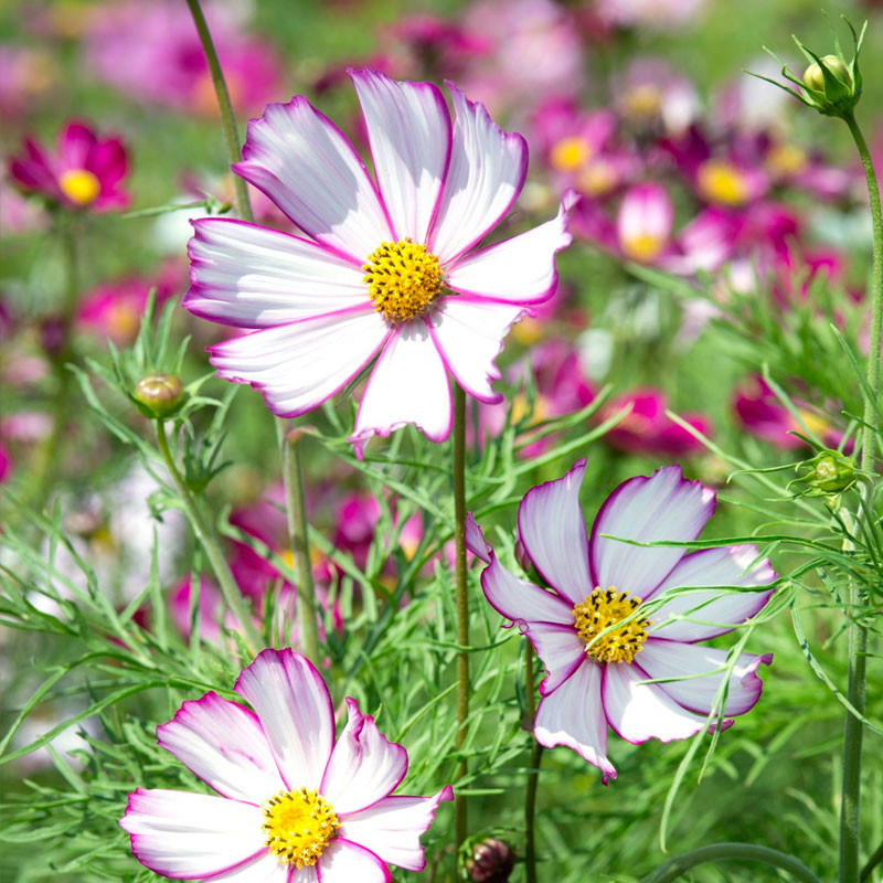 Cosmos bipinnatus, Tip Top Picotee - 150 seeds