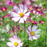 Cosmos bipinnatus, Tip Top Picotee - 150 seeds