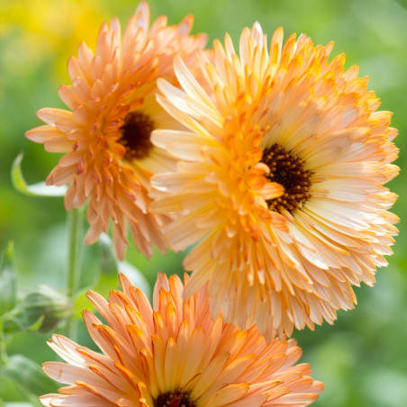 Marigold, Orange flash - 25 seeds