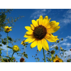 Girasol ornamental