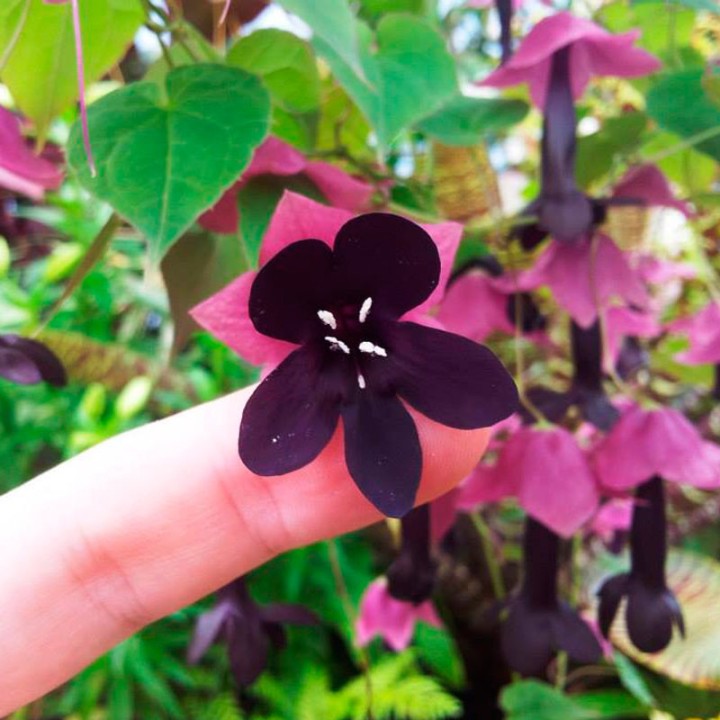 Rhodochiton atrosanguineum - 10 seeds