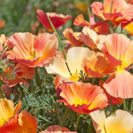 eschscholzia-californica-thai-silk-apricot-chiffon semillas