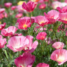 California poppy, Rose - Seeds