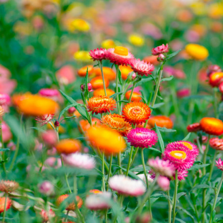 Helichrysum bracteatum semillas