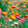 Helichrysum bracteatum semillas