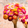 Helichrysum bracteatum flor cortada sembrar