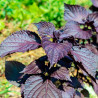 semillas de perilla frutescens roja hoja lisa