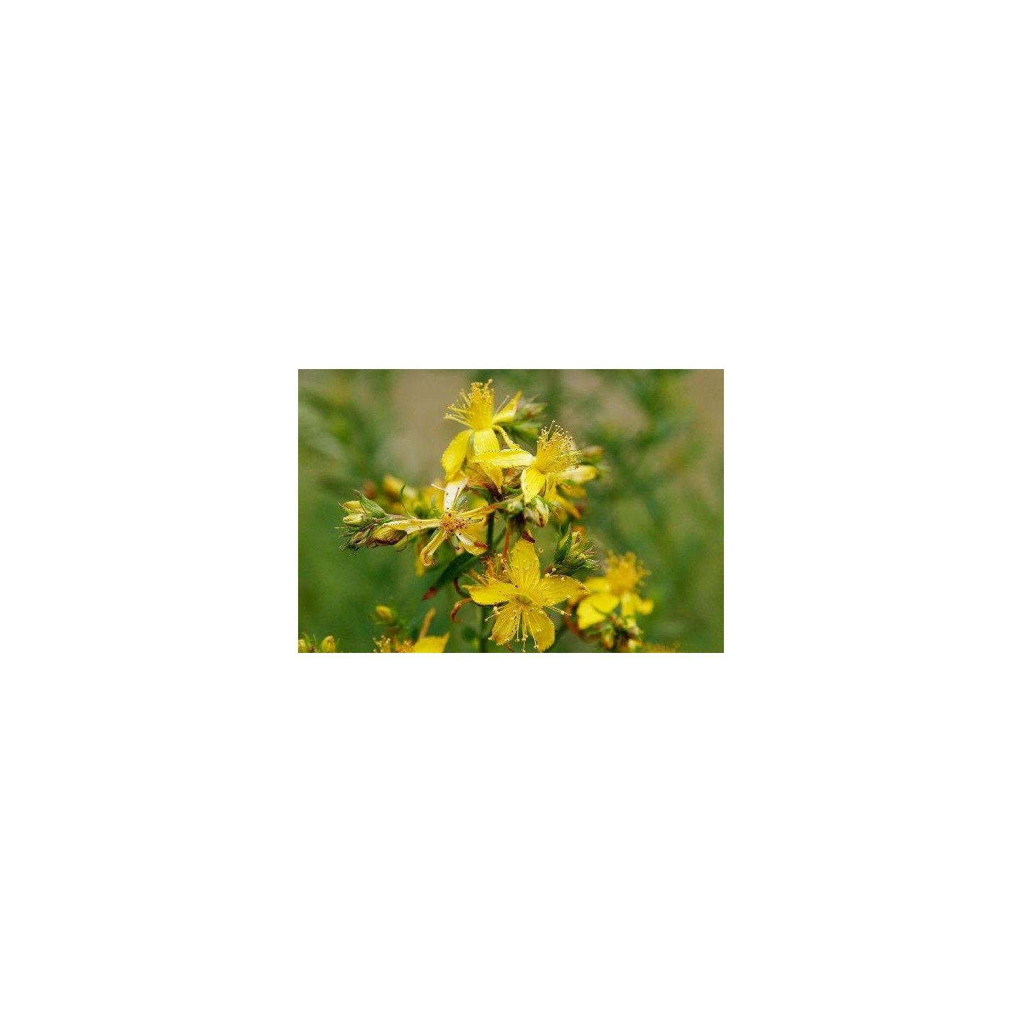 St. John's wort - 1000 seeds