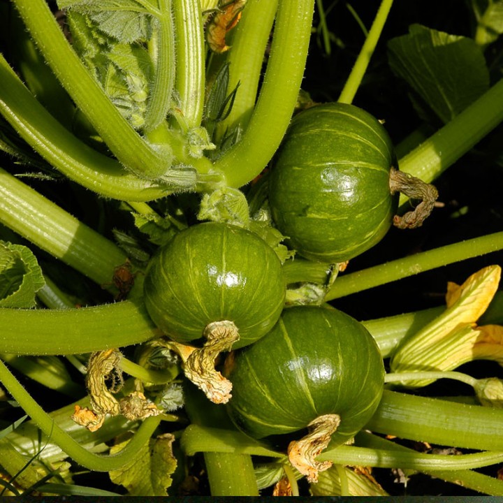 Zapallitos - 8 seeds