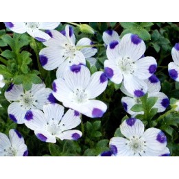 Nemophila cinco gotas