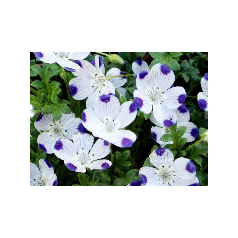 Nemophila cinco gotas